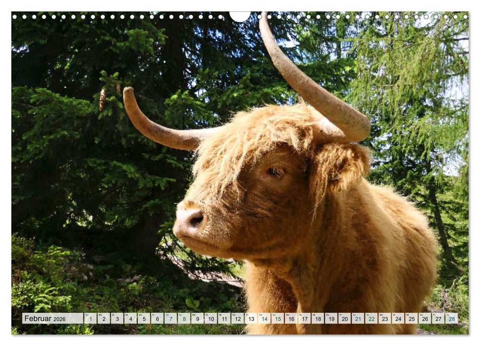 Kühe im Einklang mit der Natur (CALVENDO Wandkalender 2026)