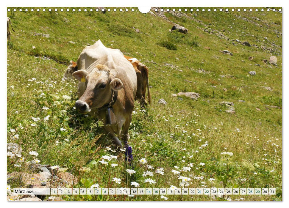 Kühe im Einklang mit der Natur (CALVENDO Wandkalender 2026)