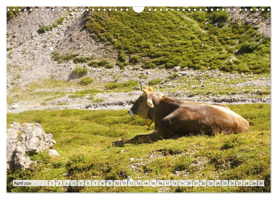 Kühe im Einklang mit der Natur (CALVENDO Wandkalender 2026)