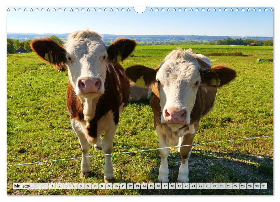 Kühe im Einklang mit der Natur (CALVENDO Wandkalender 2026)