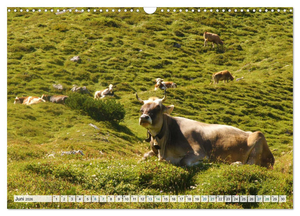 Kühe im Einklang mit der Natur (CALVENDO Wandkalender 2026)