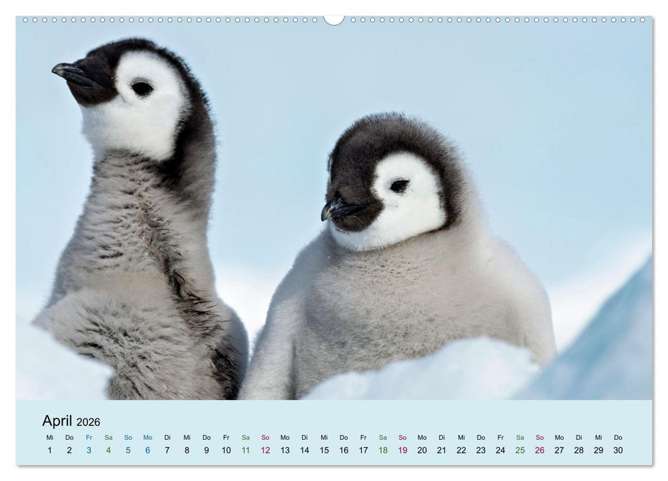 Tierkinder in Eis und Schnee (CALVENDO Premium Wandkalender 2026)