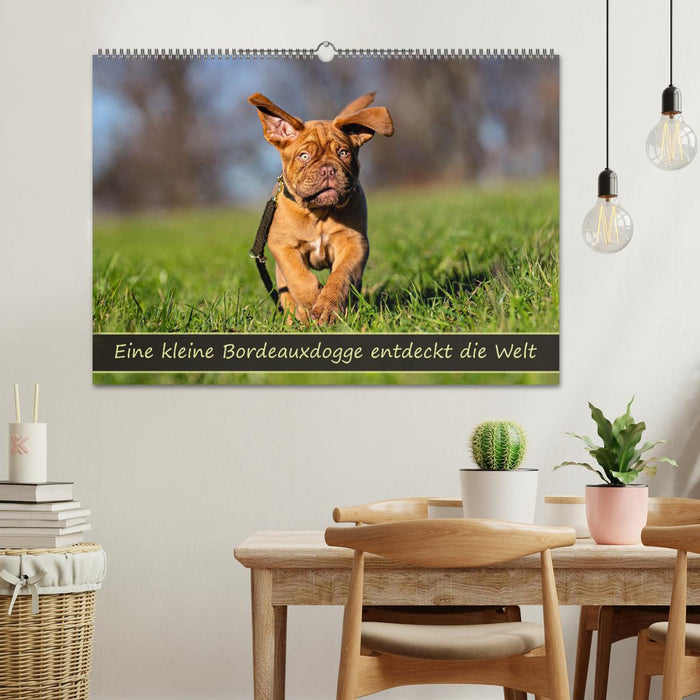Eine kleine Bordeauxdogge entdeckt die Welt (CALVENDO Wandkalender 2026)
