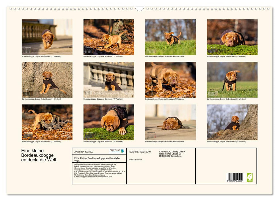 Eine kleine Bordeauxdogge entdeckt die Welt (CALVENDO Wandkalender 2026)