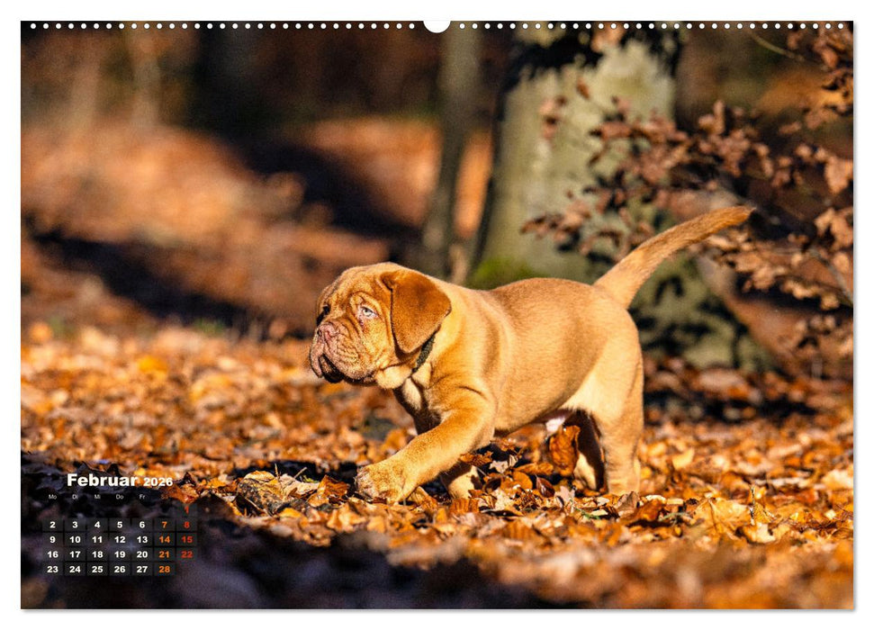 Eine kleine Bordeauxdogge entdeckt die Welt (CALVENDO Wandkalender 2026)
