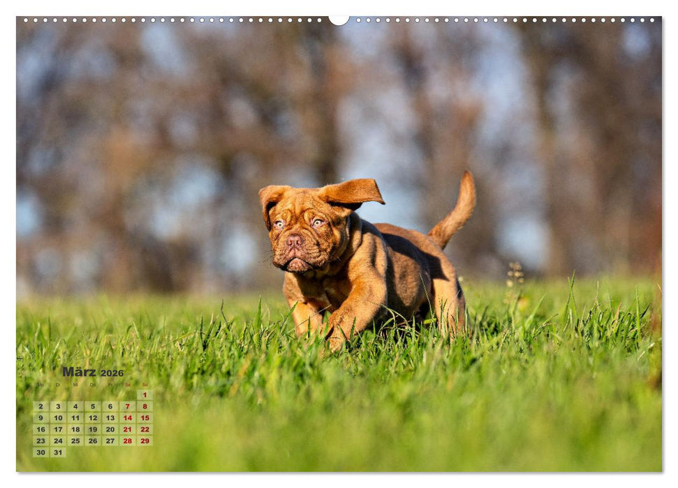 Eine kleine Bordeauxdogge entdeckt die Welt (CALVENDO Wandkalender 2026)