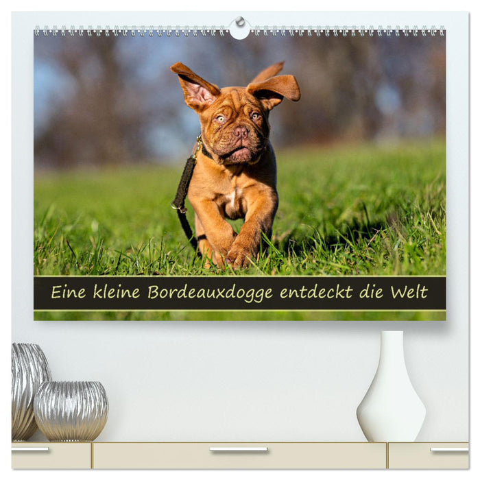 Eine kleine Bordeauxdogge entdeckt die Welt (CALVENDO Premium Wandkalender 2026)