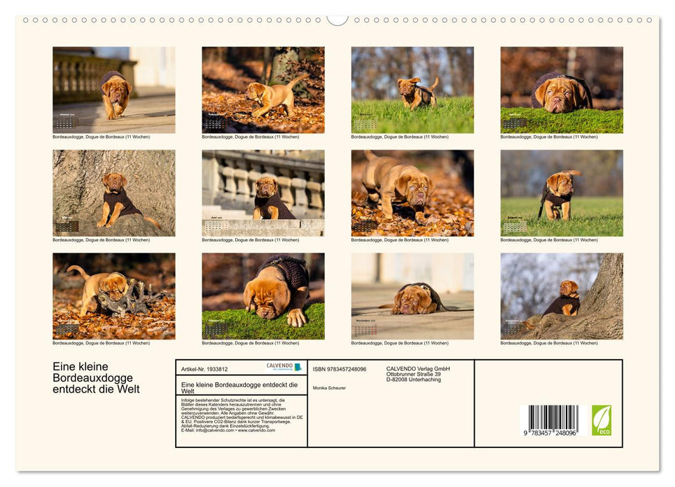 Eine kleine Bordeauxdogge entdeckt die Welt (CALVENDO Premium Wandkalender 2026)