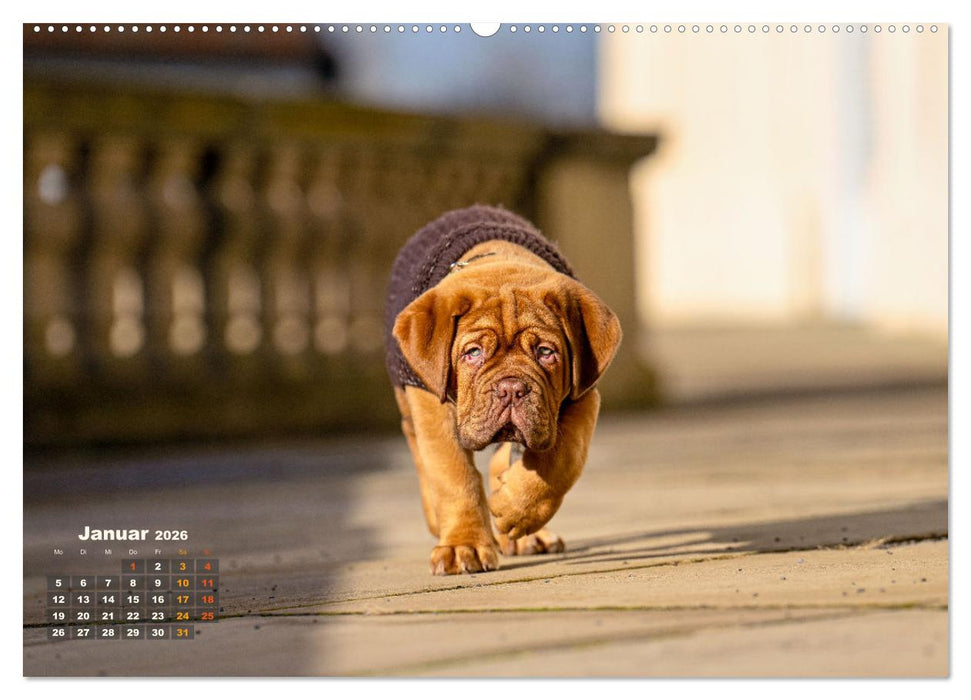 Eine kleine Bordeauxdogge entdeckt die Welt (CALVENDO Premium Wandkalender 2026)