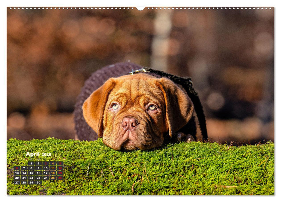 Eine kleine Bordeauxdogge entdeckt die Welt (CALVENDO Premium Wandkalender 2026)