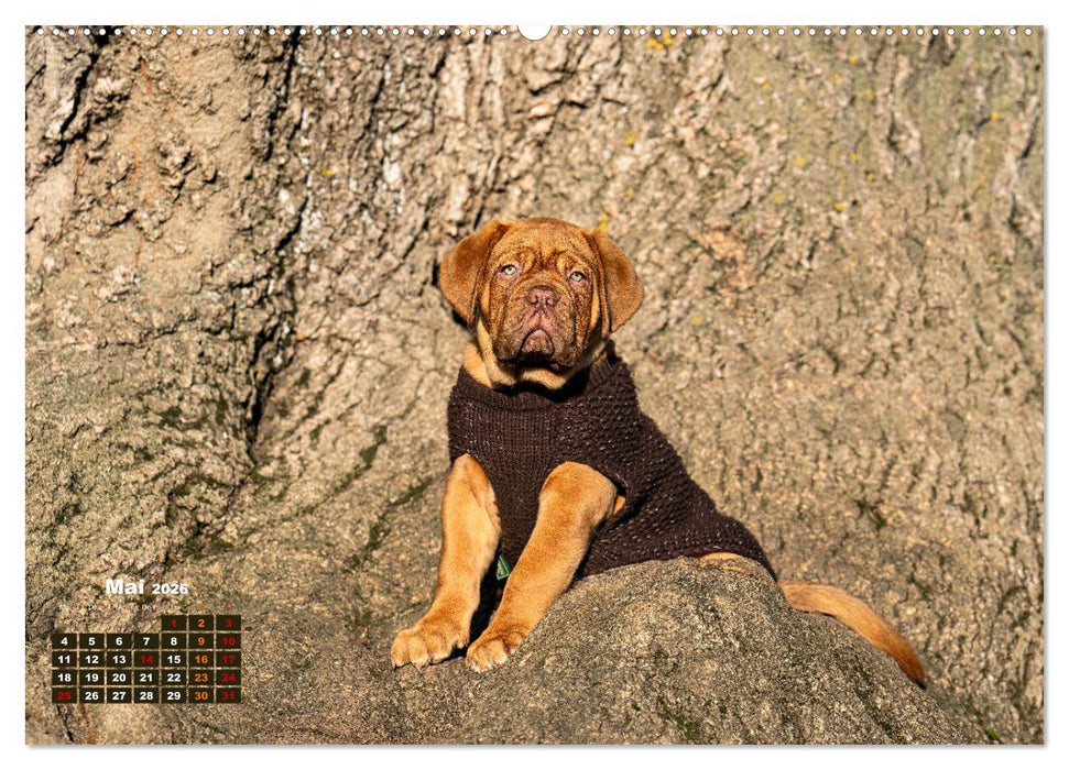 Eine kleine Bordeauxdogge entdeckt die Welt (CALVENDO Premium Wandkalender 2026)