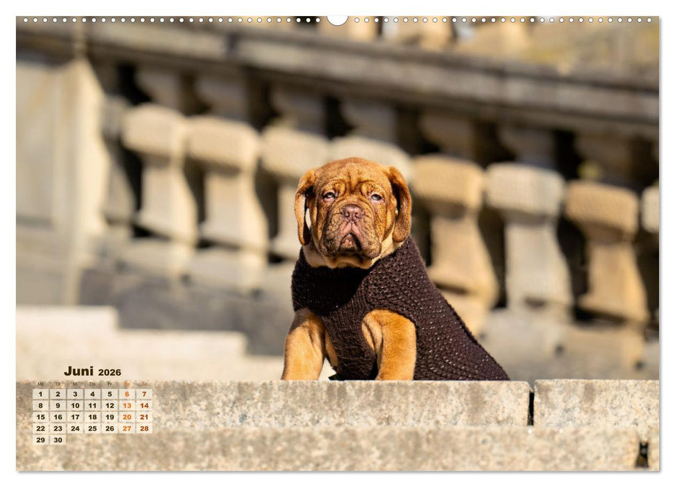 Eine kleine Bordeauxdogge entdeckt die Welt (CALVENDO Premium Wandkalender 2026)