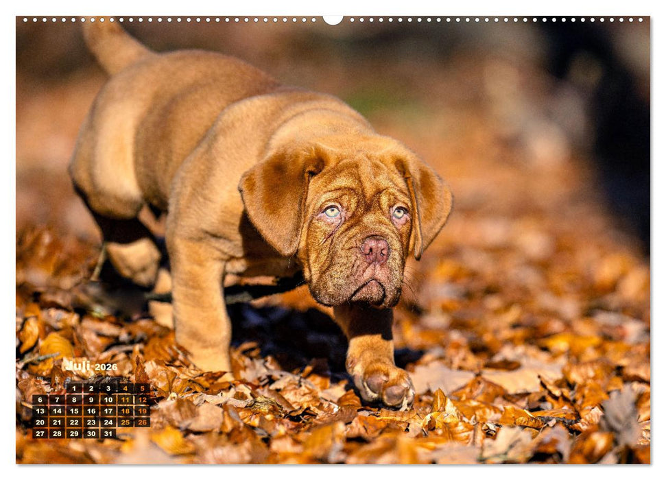 Eine kleine Bordeauxdogge entdeckt die Welt (CALVENDO Premium Wandkalender 2026)