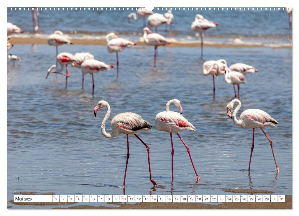 Afrika - Namibia (CALVENDO Premium Wandkalender 2026)