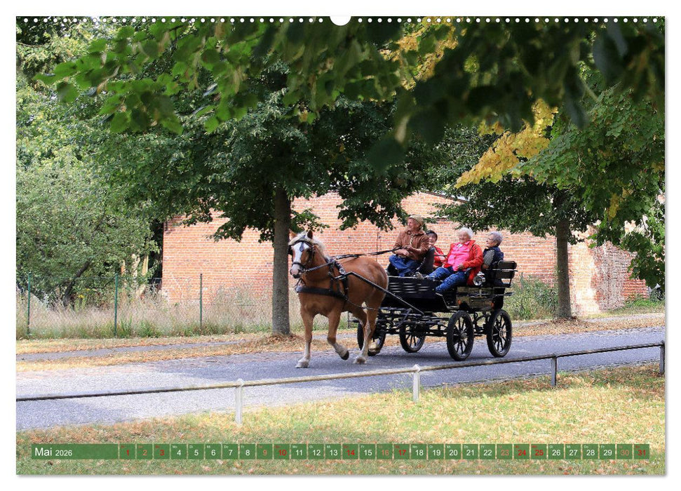 Brandenburg - Schöne Ausflugsziele nördlich von Berlin (CALVENDO Wandkalender 2026)