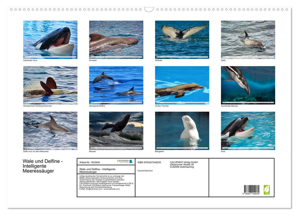 Wale und Delfine - Intelligente Meeressäuger (CALVENDO Wandkalender 2026)