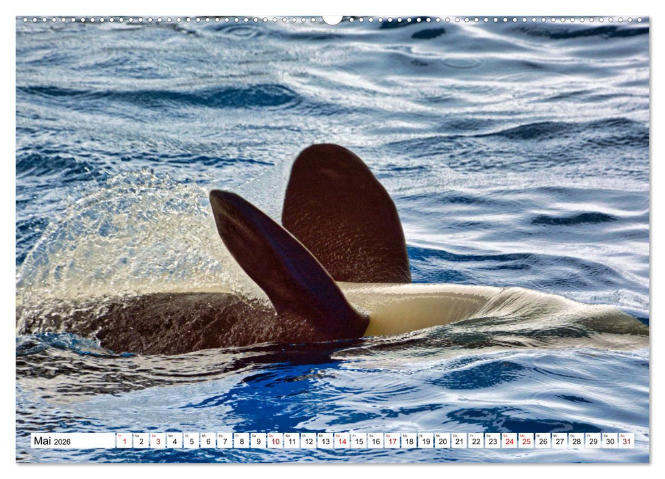 Wale und Delfine - Intelligente Meeressäuger (CALVENDO Wandkalender 2026)