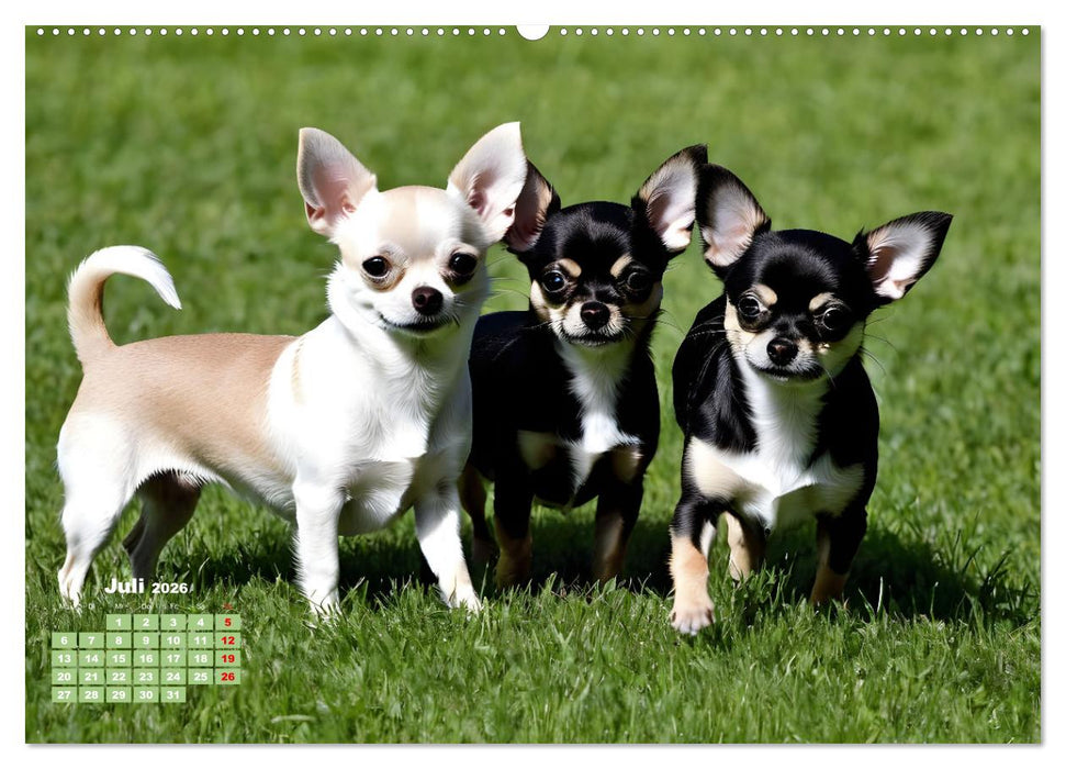 Chihuahua - der mutige Winzling (CALVENDO Premium Wandkalender 2026)