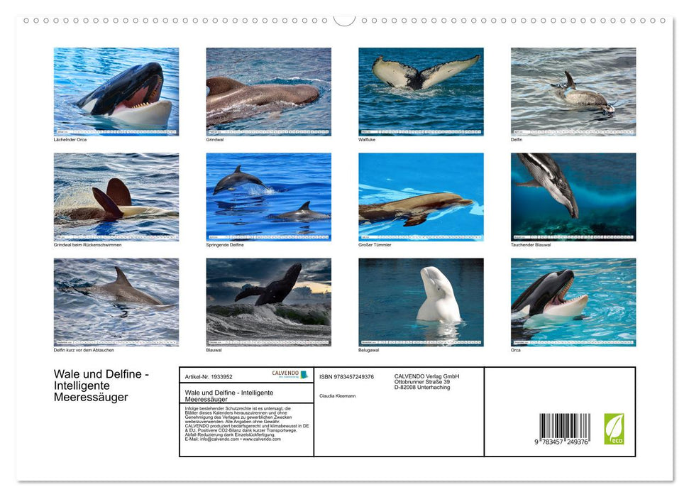 Wale und Delfine - Intelligente Meeressäuger (CALVENDO Premium Wandkalender 2026)