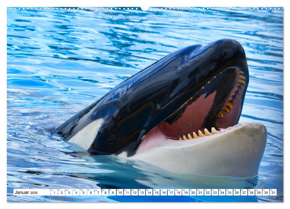 Wale und Delfine - Intelligente Meeressäuger (CALVENDO Premium Wandkalender 2026)