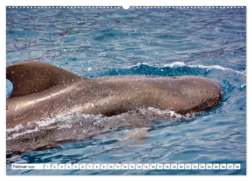 Wale und Delfine - Intelligente Meeressäuger (CALVENDO Premium Wandkalender 2026)