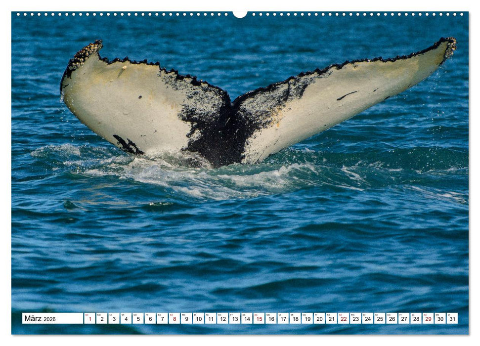 Wale und Delfine - Intelligente Meeressäuger (CALVENDO Premium Wandkalender 2026)