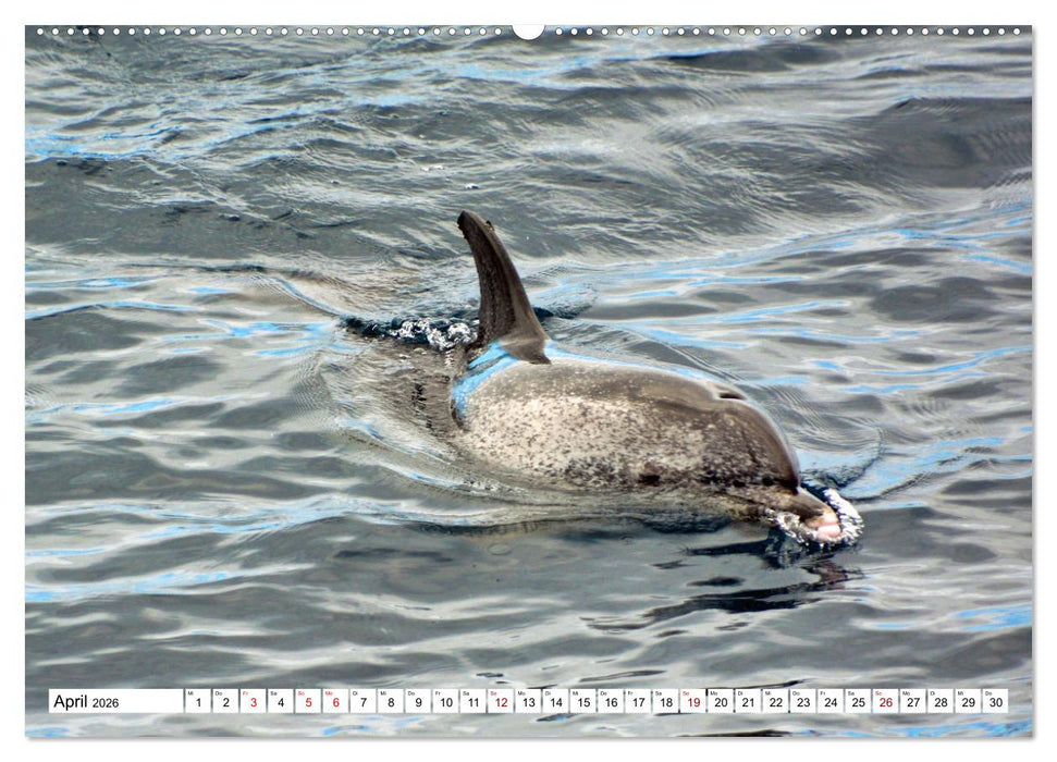 Wale und Delfine - Intelligente Meeressäuger (CALVENDO Premium Wandkalender 2026)