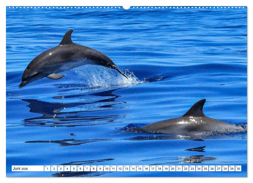 Wale und Delfine - Intelligente Meeressäuger (CALVENDO Premium Wandkalender 2026)