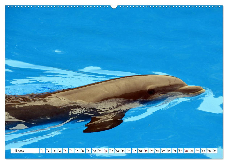 Wale und Delfine - Intelligente Meeressäuger (CALVENDO Premium Wandkalender 2026)