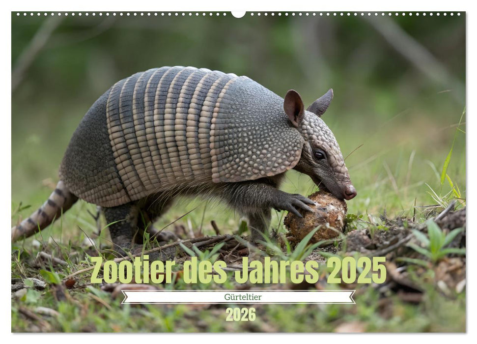 Zootier des Jahres 2025 - Gürteltier (CALVENDO Wandkalender 2026)