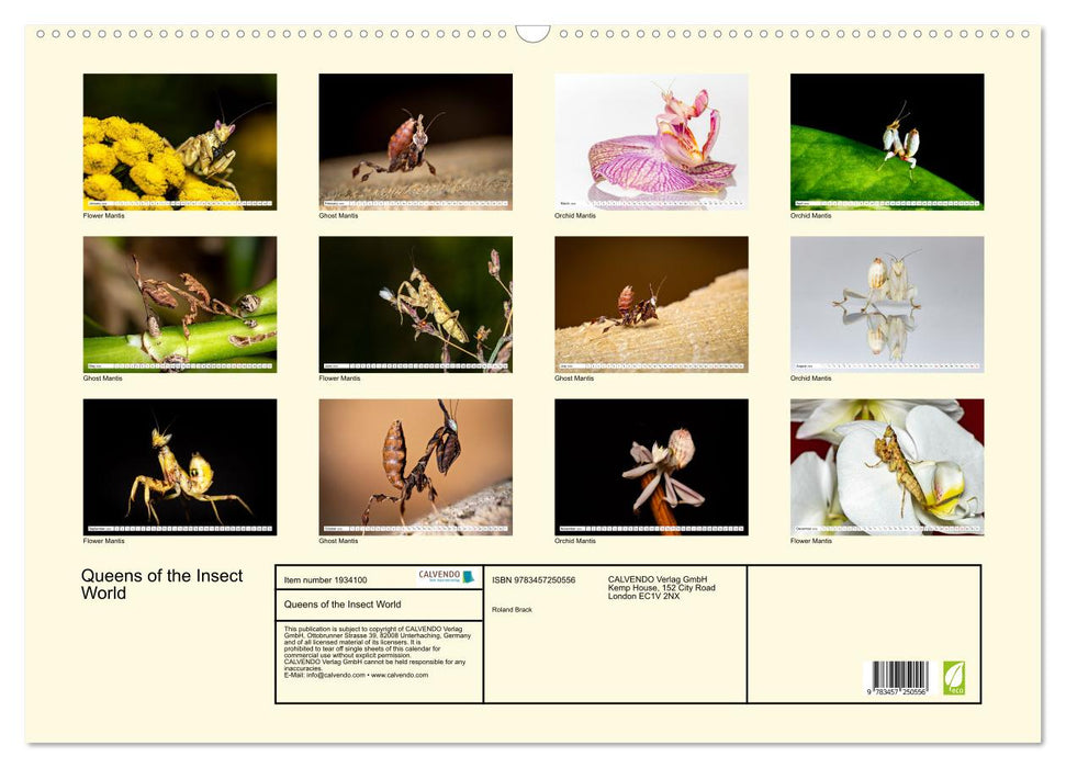 Queens of the Insect World (CALVENDO Monthly Calendar 2026)