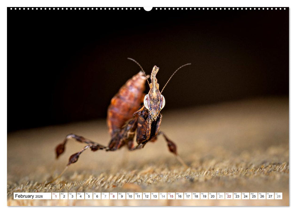 Queens of the Insect World (CALVENDO Monthly Calendar 2026)