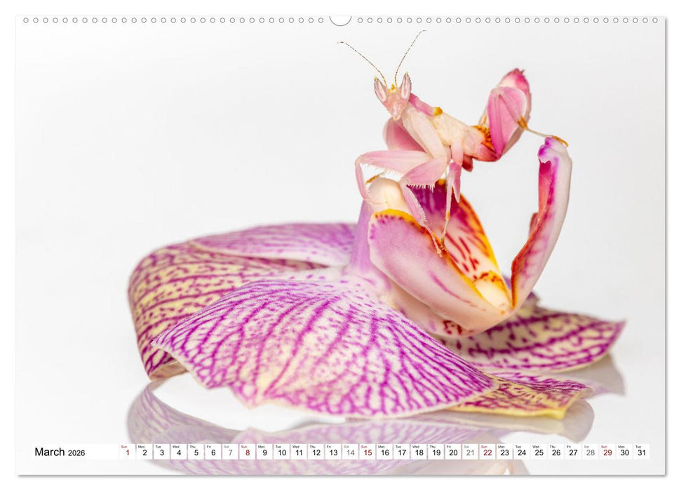 Queens of the Insect World (CALVENDO Monthly Calendar 2026)