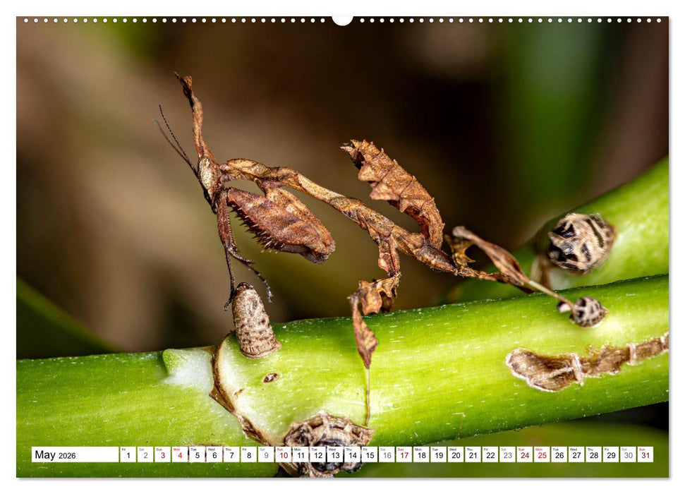 Queens of the Insect World (CALVENDO Monthly Calendar 2026)