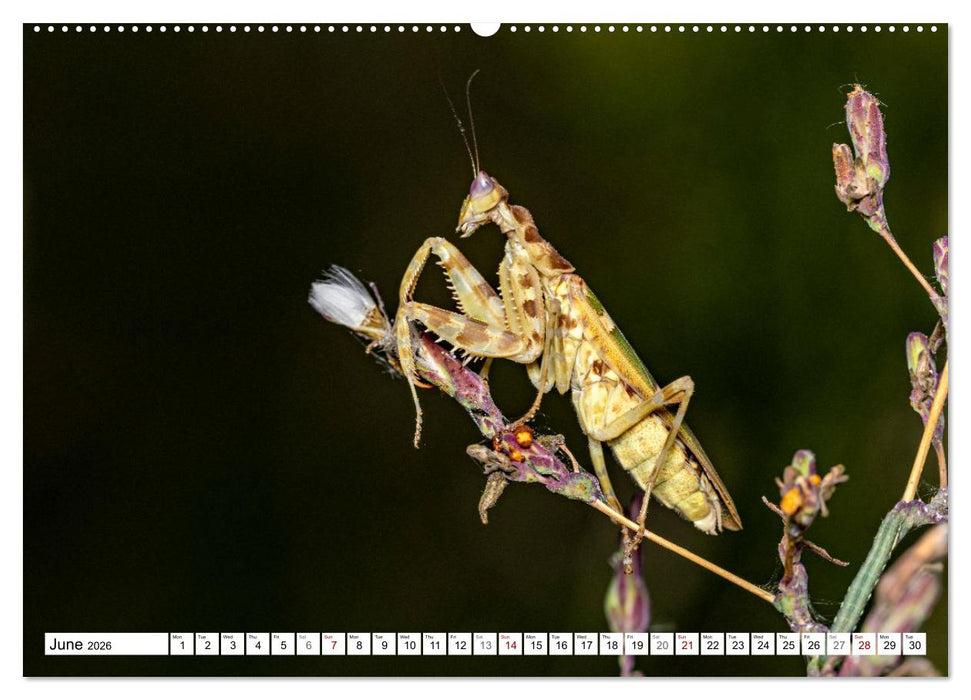 Queens of the Insect World (CALVENDO Monthly Calendar 2026)