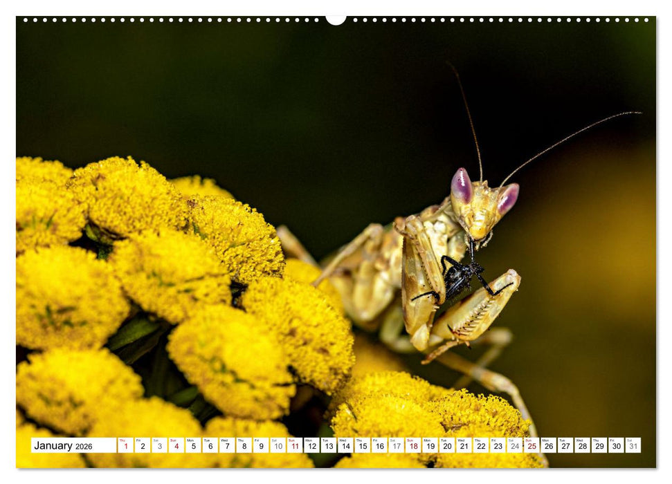 Queens of the Insect World (CALVENDO Premium-Calendar 2026)