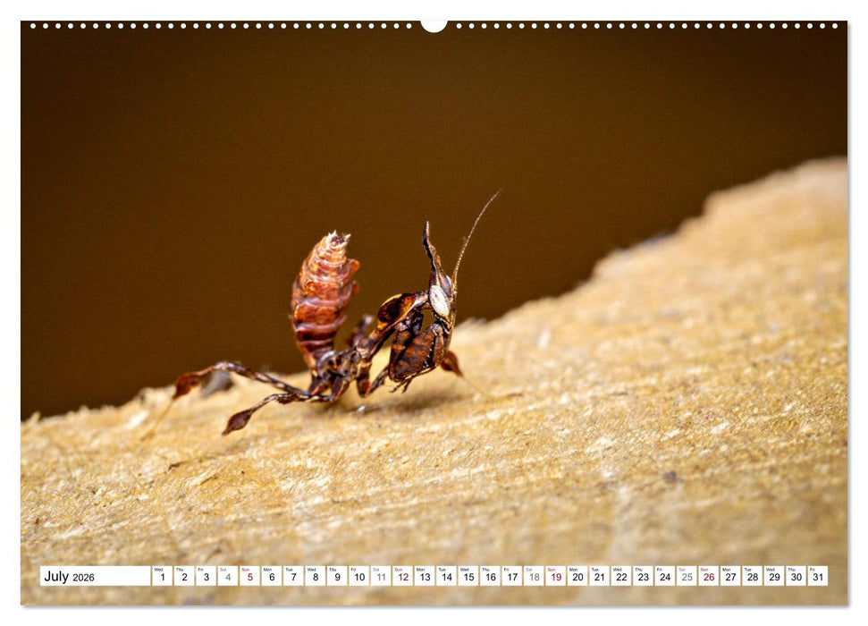 Queens of the Insect World (CALVENDO Premium-Calendar 2026)