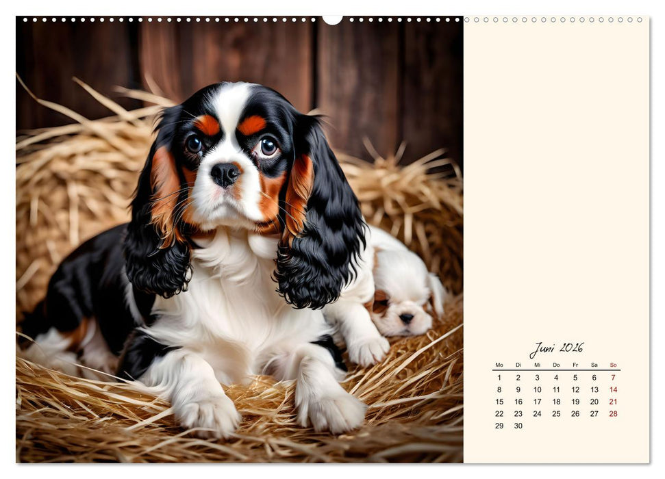 Goldige Kavalier King Charles Spaniels (CALVENDO Premium Wandkalender 2026)
