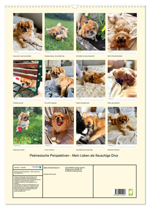 Pekinesische Perspektiven - Mein Leben als flauschige Diva (CALVENDO Wandkalender 2026)