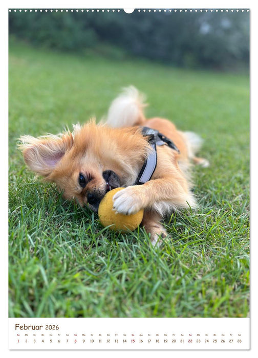 Pekinesische Perspektiven - Mein Leben als flauschige Diva (CALVENDO Wandkalender 2026)