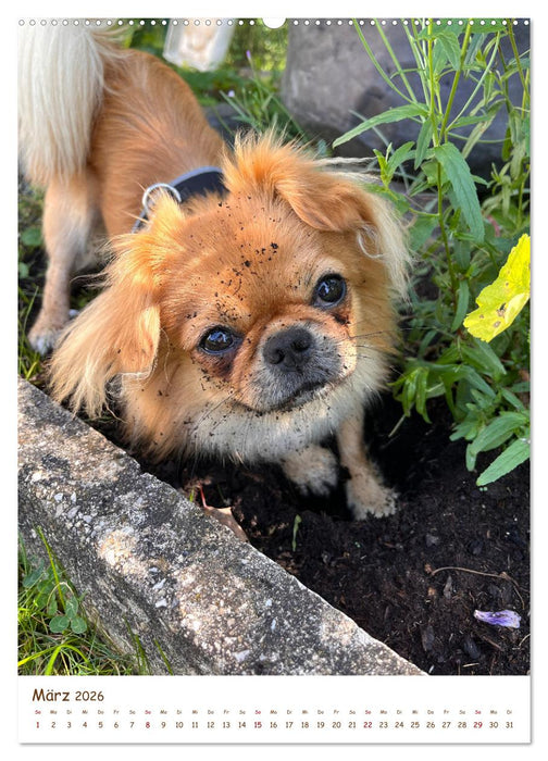 Pekinesische Perspektiven - Mein Leben als flauschige Diva (CALVENDO Wandkalender 2026)