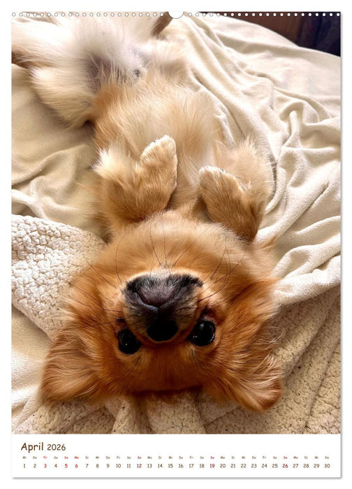 Pekinesische Perspektiven - Mein Leben als flauschige Diva (CALVENDO Wandkalender 2026)