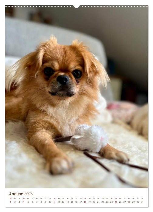 Pekinesische Perspektiven - Mein Leben als flauschige Diva (CALVENDO Premium Wandkalender 2026)