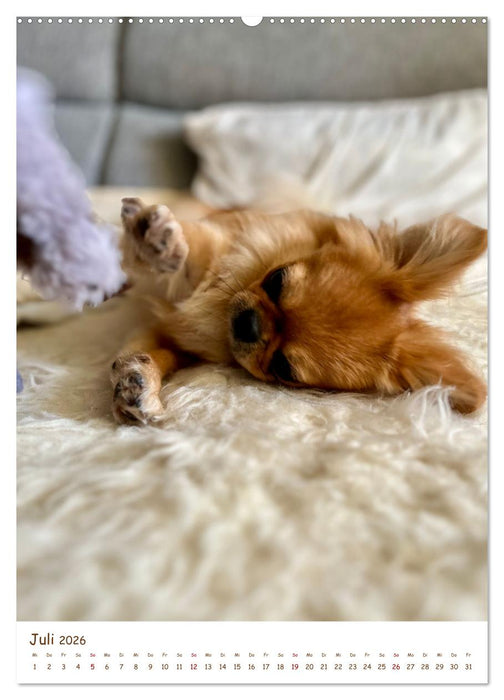 Pekinesische Perspektiven - Mein Leben als flauschige Diva (CALVENDO Premium Wandkalender 2026)