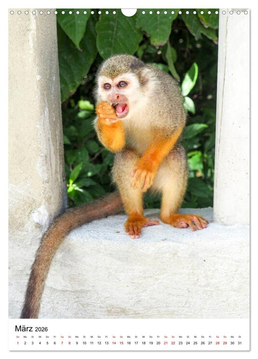 Karibischer Flair (CALVENDO Wandkalender 2026)