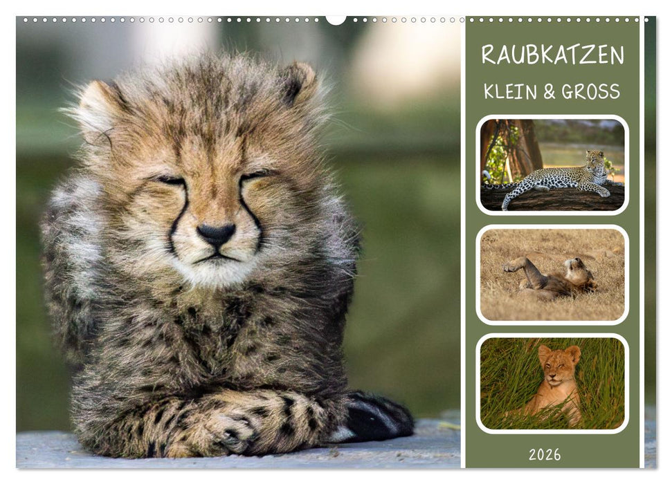 Raubkatzen - groß & klein (CALVENDO Wandkalender 2026)