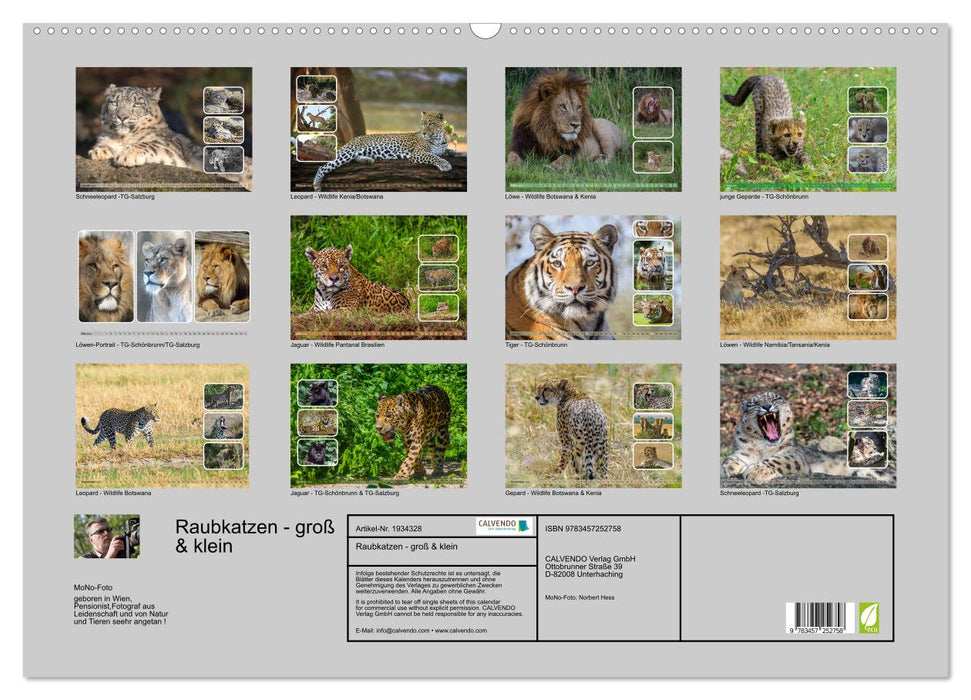 Raubkatzen - groß & klein (CALVENDO Wandkalender 2026)