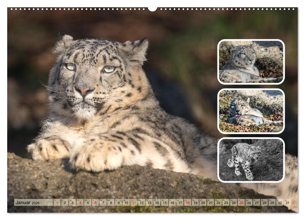 Raubkatzen - groß & klein (CALVENDO Wandkalender 2026)