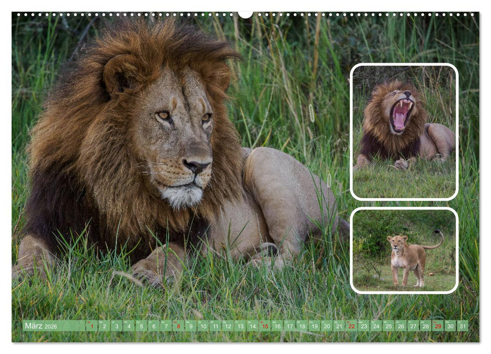 Raubkatzen - groß & klein (CALVENDO Wandkalender 2026)