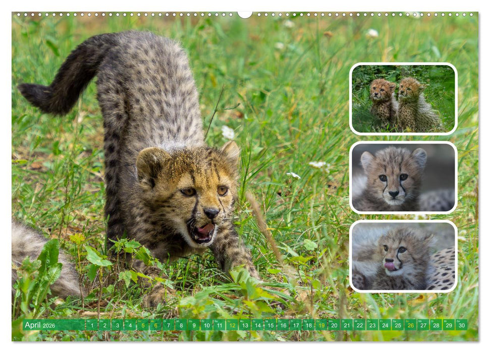 Raubkatzen - groß & klein (CALVENDO Wandkalender 2026)